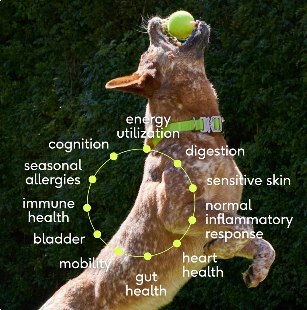 Native Pet The Daily Super Suplement 30 Scoops