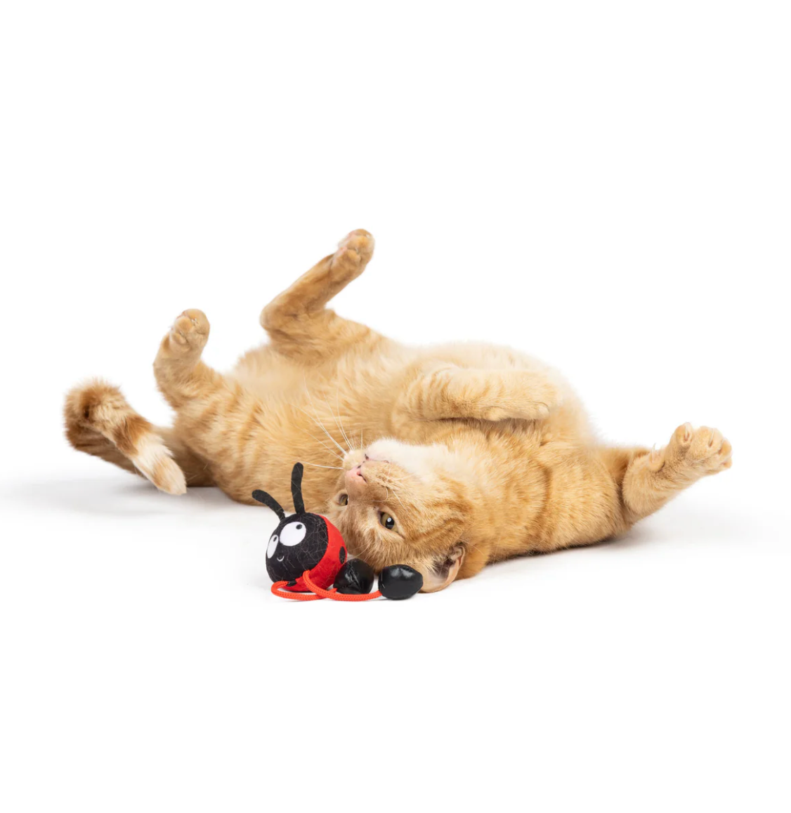 Huxley & Kent ladybug chirpy cat toy