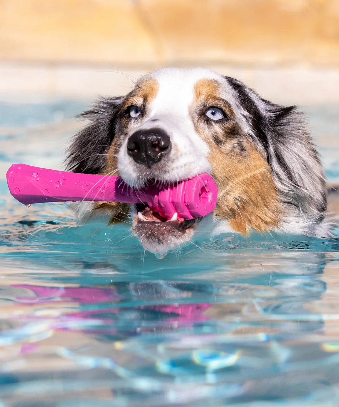 Project Hive™ Fetch Stick Wild Berry