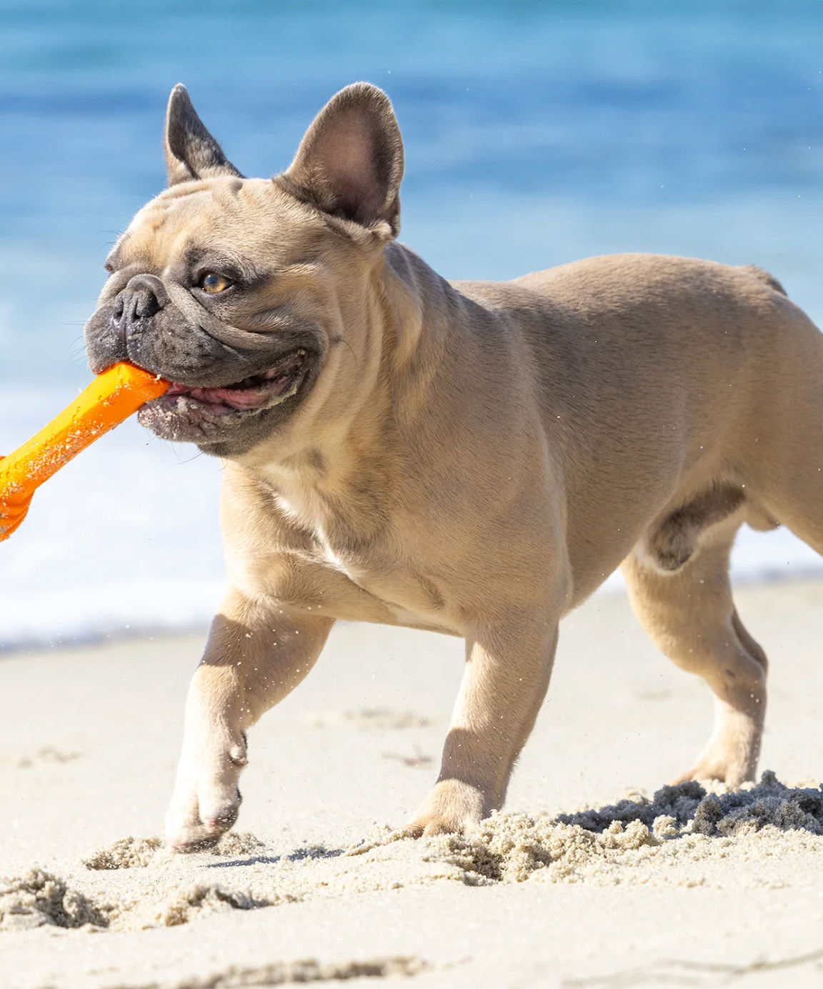 Project Hive™ Fetch Stick - Sweet Mango Scent