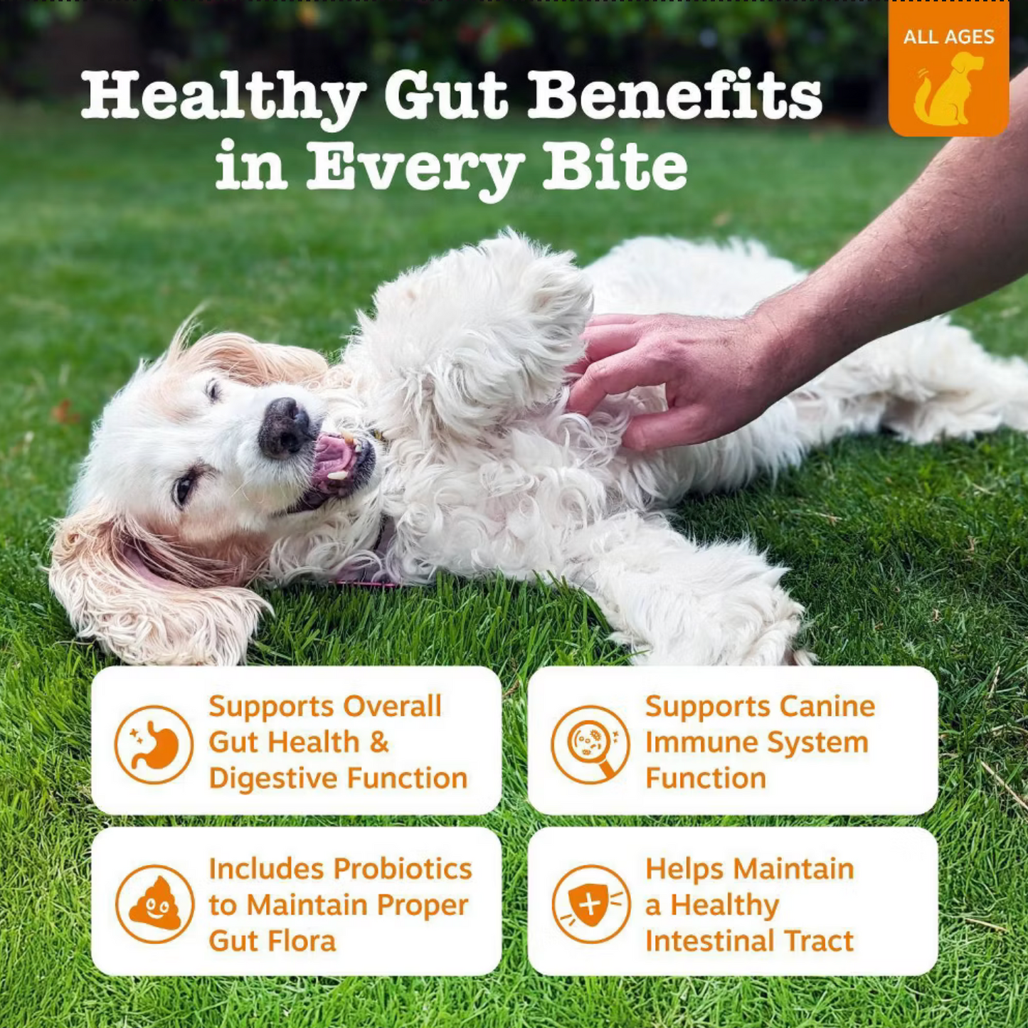 Zesty Paws Probiotic Bites for Dog Pumpkin Flavor - 60ct