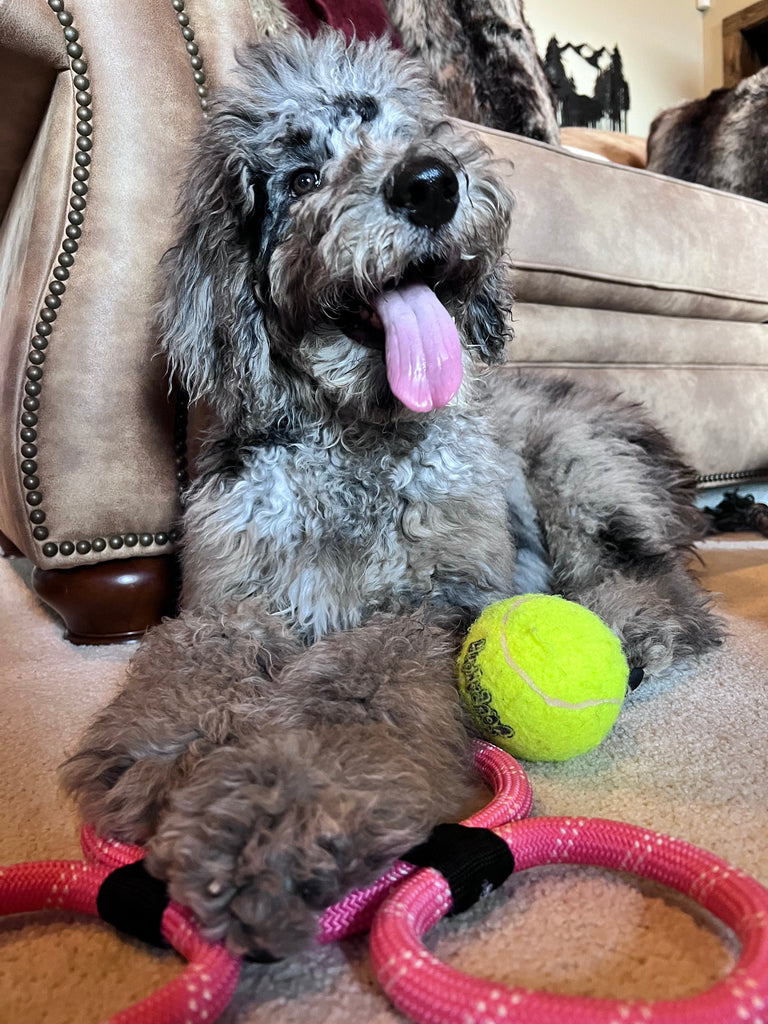 Dog Toys