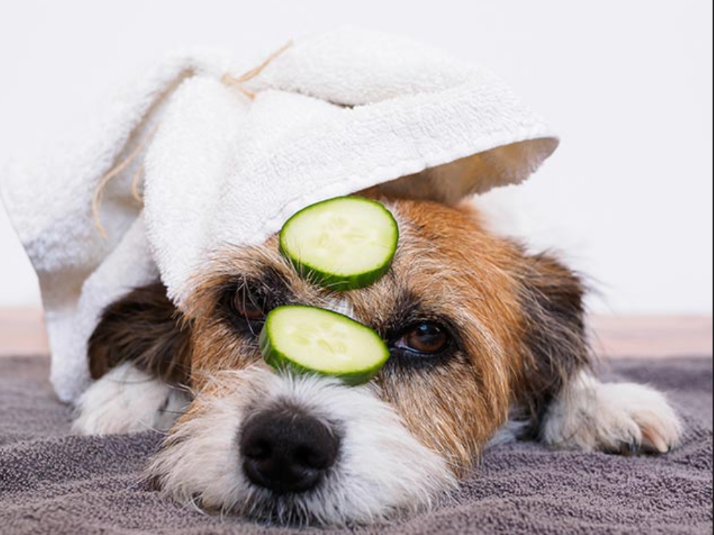 Wellness