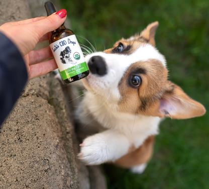 Suzie's 250 mg CBD Oil for Dogs