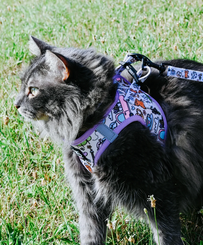 Lola & Louie Limoncello Kitty in Paris Cat Leash